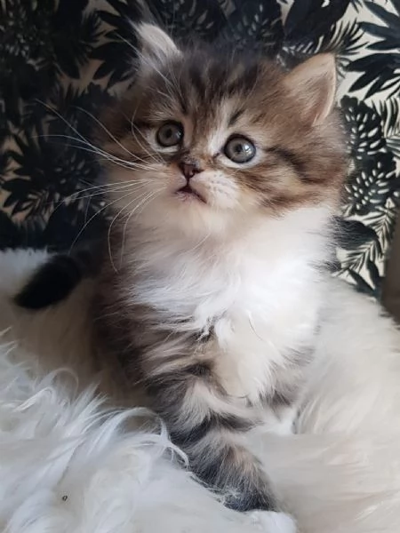 Gattino genitori persiani normotipici  | Foto 4