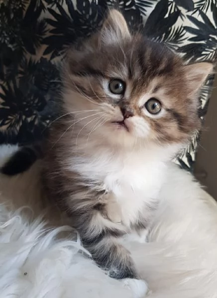 Gattino genitori persiani normotipici  | Foto 3