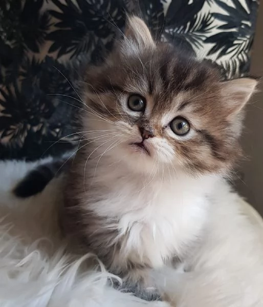 Gattino genitori persiani normotipici  | Foto 2