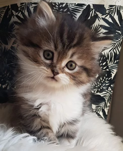 Gattino genitori persiani normotipici  | Foto 0
