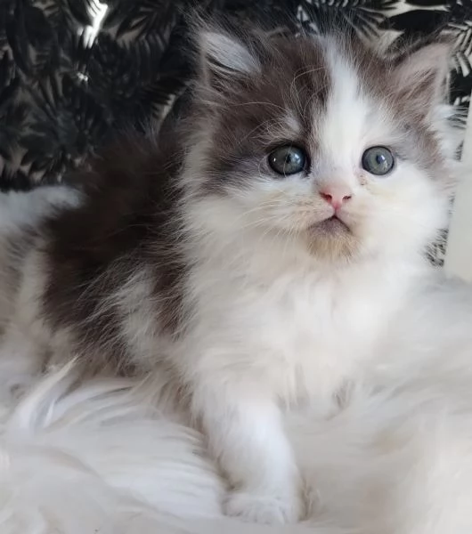 Gattino maschio genitori persiano normotipici  | Foto 6