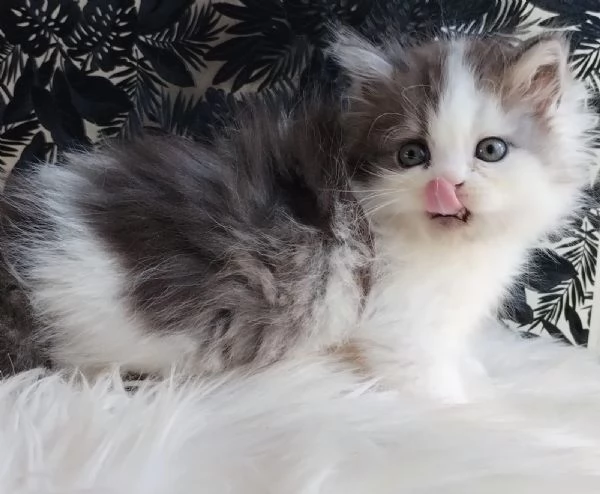 Gattino maschio genitori persiano normotipici  | Foto 5