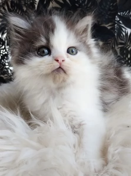 Gattino maschio genitori persiano normotipici  | Foto 4