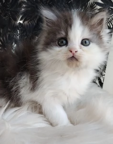 Gattino maschio genitori persiano normotipici  | Foto 3