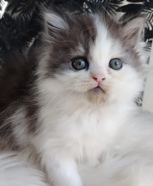 Gattino maschio genitori persiano normotipici 