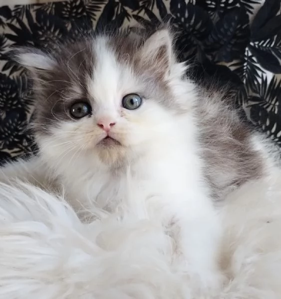 Gattino maschio genitori persiano normotipici  | Foto 1