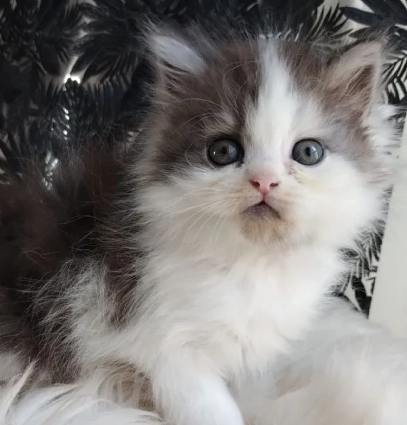 Gattino maschio genitori persiano normotipici  | Foto 0