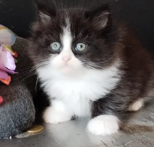 Gattino genitori persiani normotipici maschio  | Foto 5