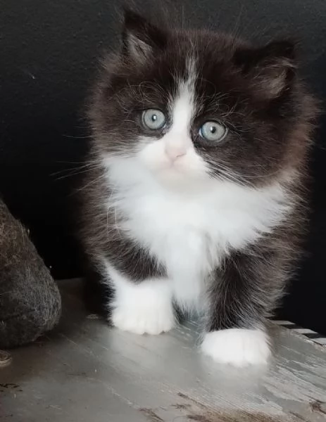 Gattino genitori persiani normotipici maschio  | Foto 3