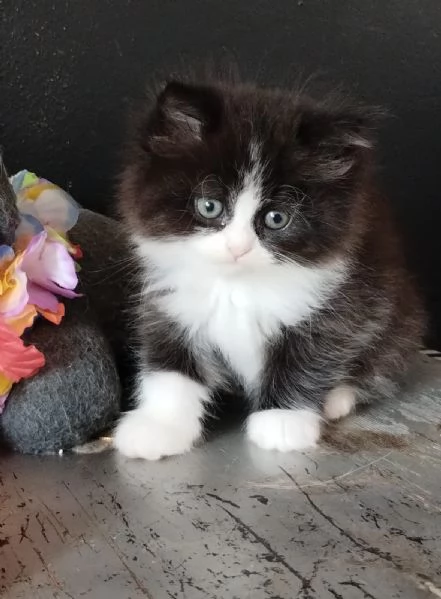Gattino genitori persiani normotipici maschio  | Foto 2