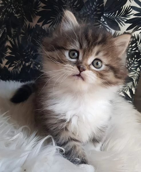 Gattino genitori persiani normotipici maschio  | Foto 1