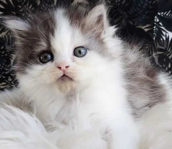 Gattino genitori persiani normotipo MASCHIO  | Foto 6