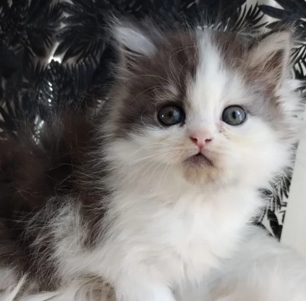 Gattino genitori persiani normotipo MASCHIO  | Foto 5