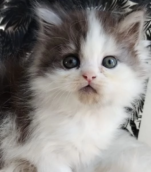 Gattino genitori persiani normotipo MASCHIO 