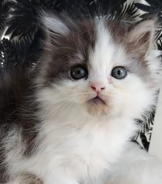 Gattino genitori persiani normotipo MASCHIO  | Foto 2
