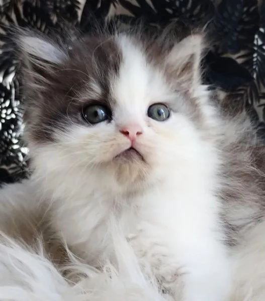 Gattino genitori persiani normotipo MASCHIO  | Foto 0