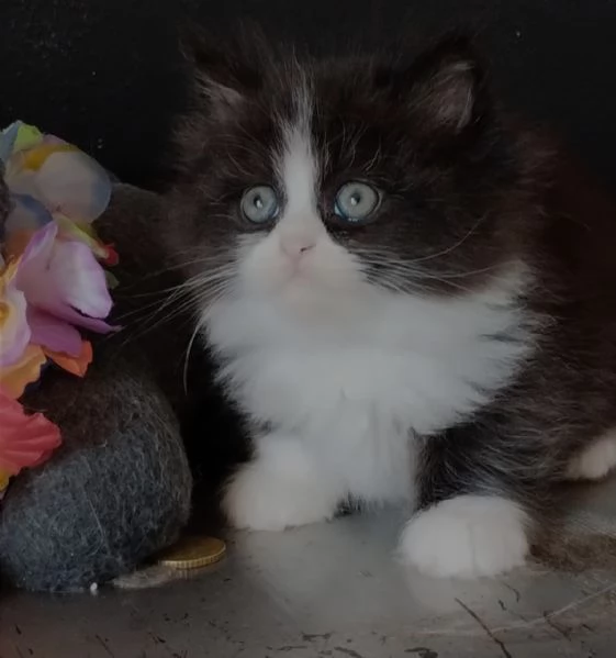Gattino maschio genitori persiani normotipo