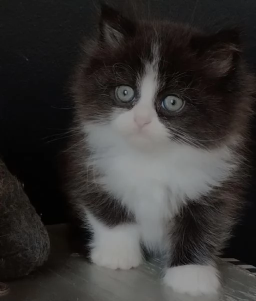 Gattino maschio genitori persiani normotipo | Foto 3