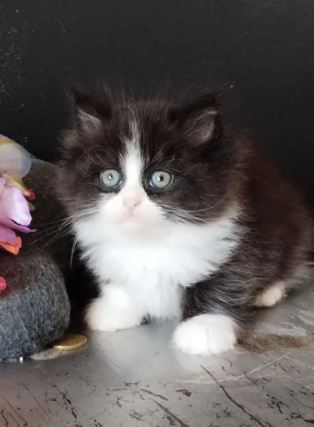 Gattino maschio genitori persiani normotipo | Foto 1