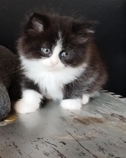 Gattino maschio genitori persiani normotipo | Foto 0