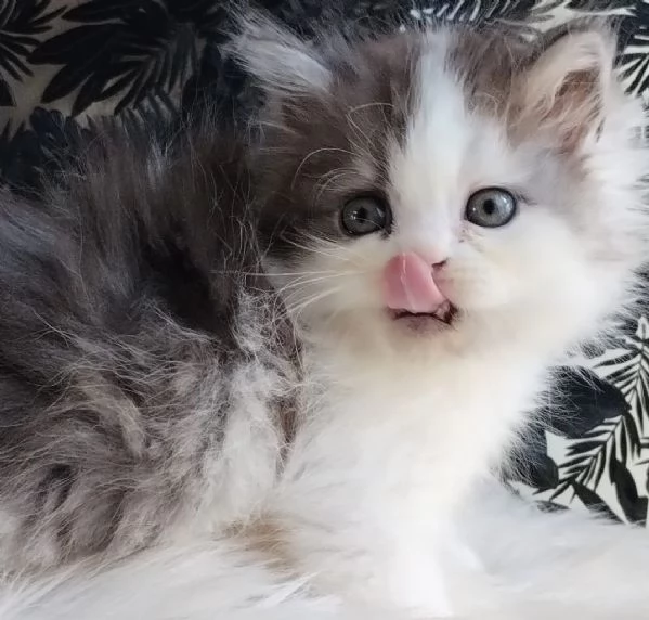 Gattino genitori gatti persiani normotipo MASCHIO  | Foto 6