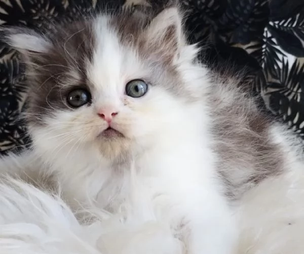 Gattino genitori gatti persiani normotipo MASCHIO  | Foto 5