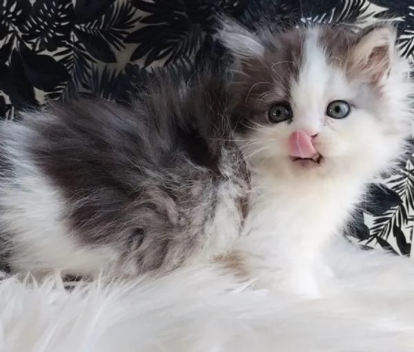 Gattino genitori gatti persiani normotipo MASCHIO  | Foto 4