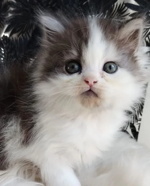 Gattino genitori gatti persiani normotipo MASCHIO  | Foto 3