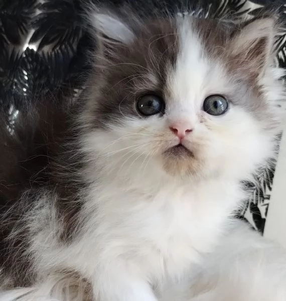 Gattino genitori gatti persiani normotipo MASCHIO  | Foto 1