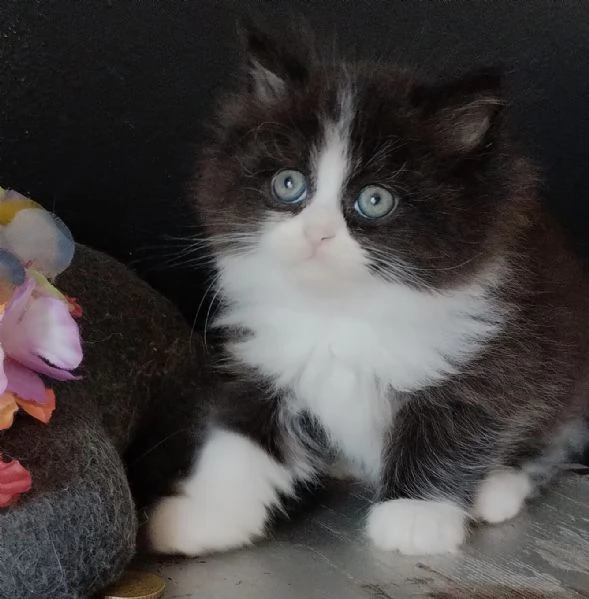 Gattino maschio genitori gatti persiani normotipo 