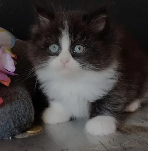 Gattino maschio genitori gatti persiani normotipo  | Foto 6