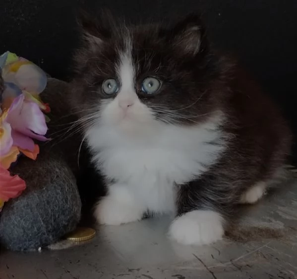 Gattino maschio genitori gatti persiani normotipo  | Foto 5