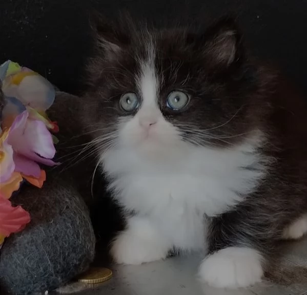 Gattino maschio genitori gatti persiani normotipo  | Foto 4