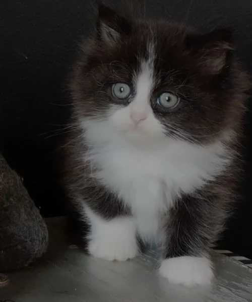 Gattino maschio genitori gatti persiani normotipo  | Foto 3