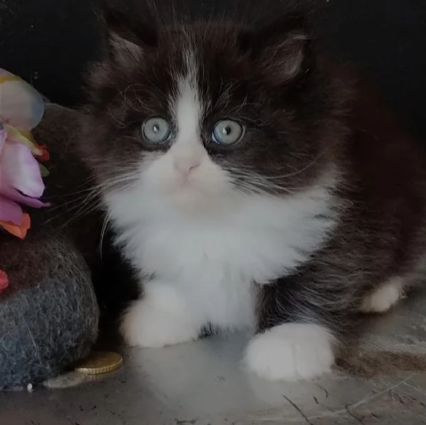 Gattino maschio genitori gatti persiani normotipo  | Foto 2