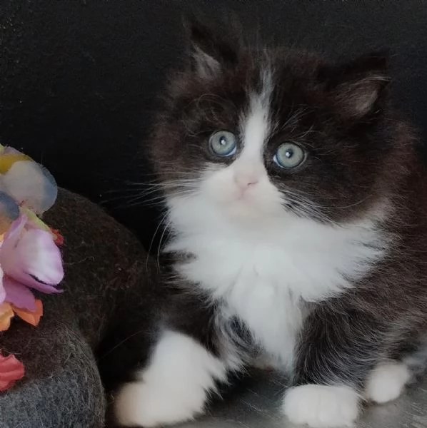 Gattino maschio genitori gatti persiani normotipo  | Foto 1