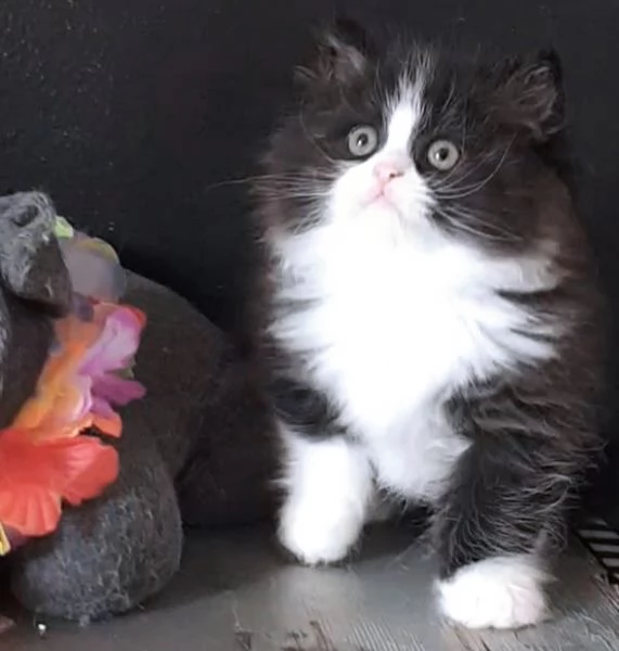 Gattino genitori persiani normotipici MASCHIO  | Foto 3
