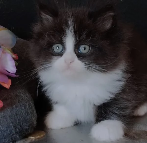 Gattino genitori persiani normotipici MASCHIO 
