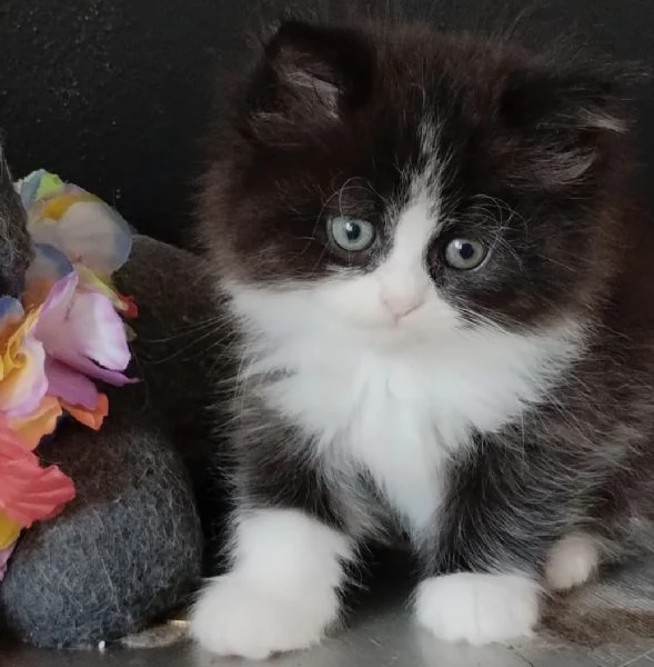 Gattino genitori persiani normotipici MASCHIO  | Foto 1
