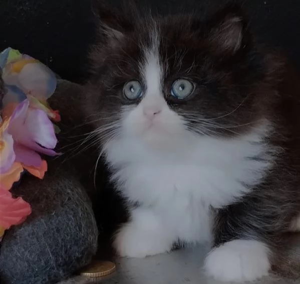 Gattino genitori persiani normotipici MASCHIO  | Foto 0