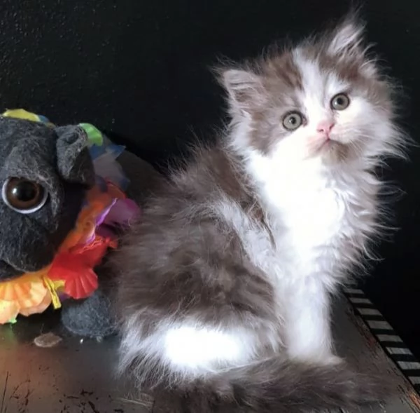 Gattino genitori persiani normotipici MASCHIO  | Foto 4