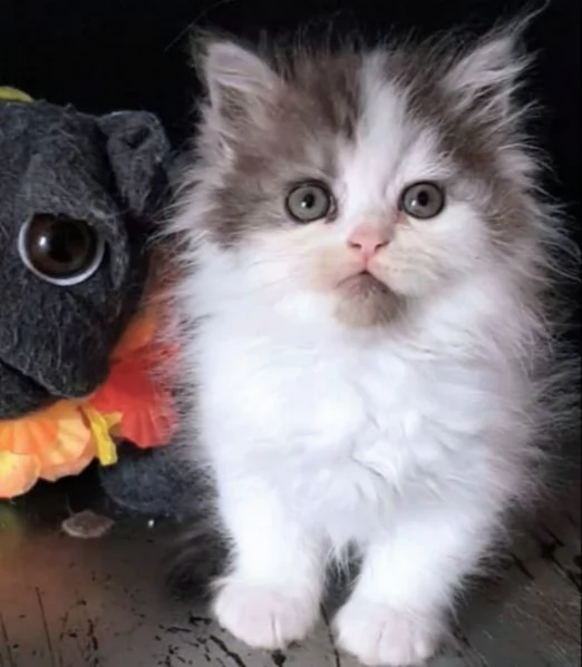 Gattino genitori persiani normotipici MASCHIO  | Foto 3