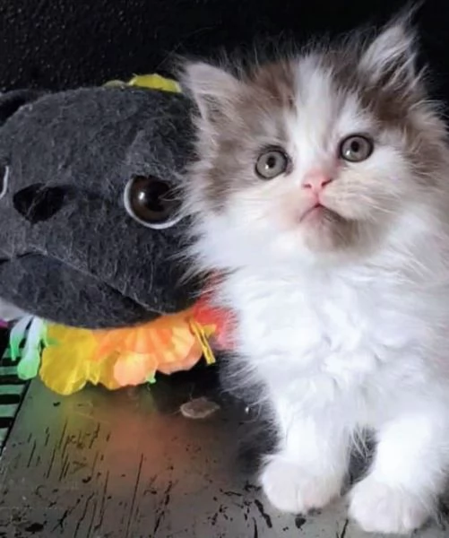Gattino genitori persiani normotipici MASCHIO  | Foto 0