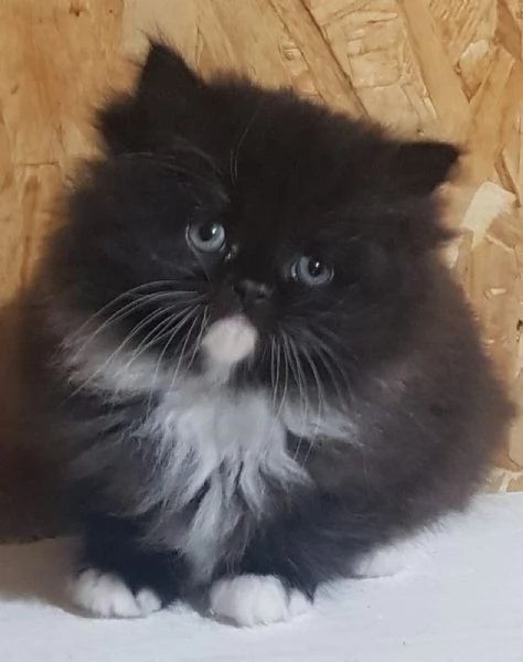 cucciolo di persiani normotipici MASCHIO  | Foto 6