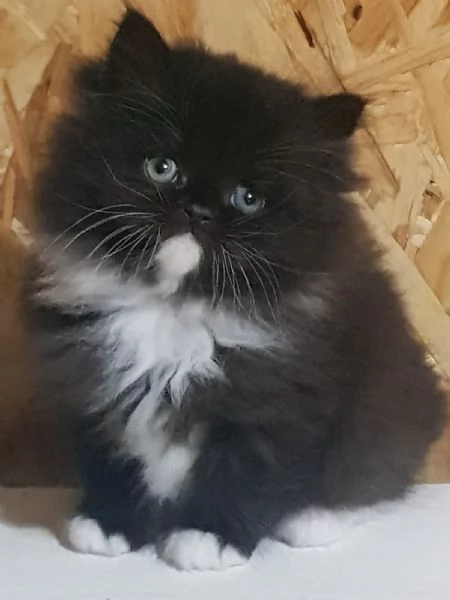 cucciolo di persiani normotipici MASCHIO 