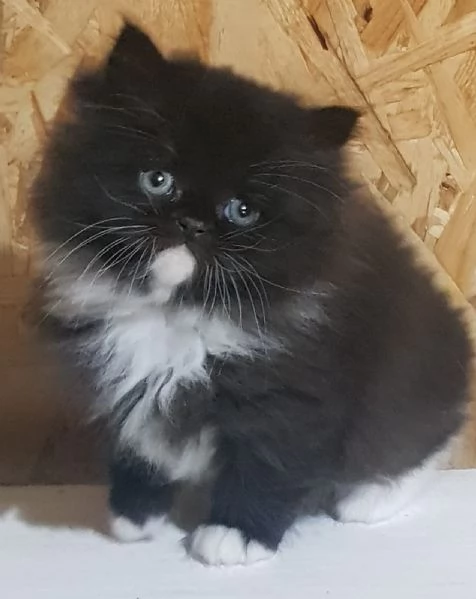 cucciolo di persiani normotipici MASCHIO  | Foto 3