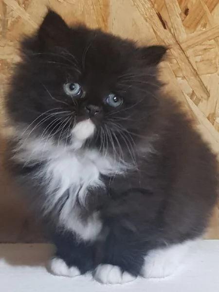 cucciolo di persiani normotipici MASCHIO  | Foto 2