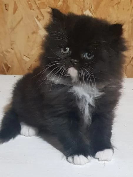 cucciolo di persiani normotipici MASCHIO  | Foto 1