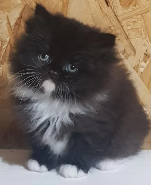 cucciolo di persiani normotipici MASCHIO  | Foto 6