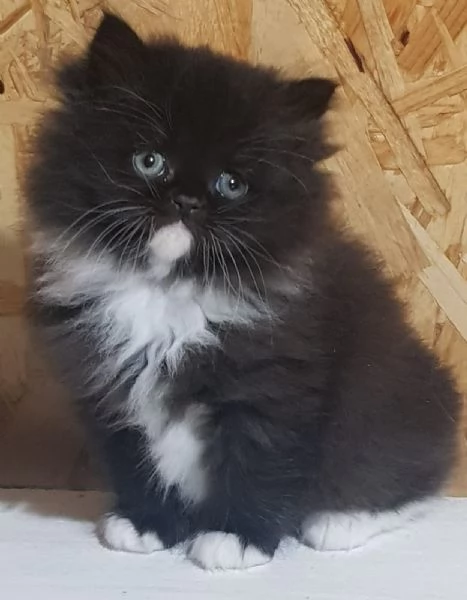 cucciolo di persiani normotipici MASCHIO  | Foto 5